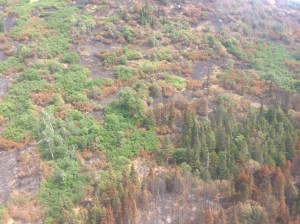Juneau Lake Fire burned unevenly, as the mottling shows here. (Chugach National Forest/Steve H.)