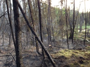 The aftermath of the 25-acre Hiland Fire near Eagle River. Photo by Renette Saba/Alaska Division of Forestry
