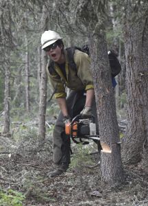 A sawer with the White Mountain Type 2 Initial Attack crew calls out "tree coming down" as he finishes his back-cut Thursday, June 23, 2016, on the Tetlin River Fire.  Photo by Sam Harrel/Alaska Division of Forestry