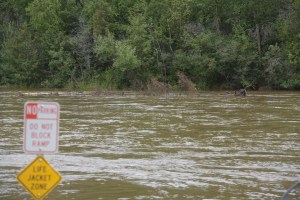 A spruce tree floats down the Salcha River near the boat ramp along the Richardson Highway on Tuesday afternoon. The water level in the river rose more than two feet overnight Monday as the result of heavy rain the previous 48 hours, washing trees and other debris down the river. Sam Harrel/Alaska Division of  Forestry