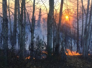 Surface fuels burn in the Moose Creek Fire late Saturday afternoon near Sutton. The fire is now estimated at 216 acres and there are 50 personnel working to suppress it. Photo by Sarah Saarloos/Alaska Division of Forestry