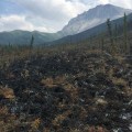 A burned area of the Dietrich River Fire (#304) on Monday, July 10, 2017. The lightning-caused fire is burning along the Dalton Highway near Mile 224. Kelly Lewis / BLM Alaska Fire Service