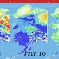This graphic shows the Fine Fuel Moisture levels in Alaska for July 8, today and predicted for July 12 as provided by the Alaska Fire & Fuels Meso West weather information program.