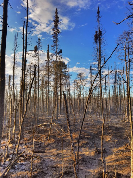 The Chistochina River Fire (#381) has burned 98 acres of mostly black spruce. Photo by Josh Turnbow//University of Alaska-Fairbanks Nanook Fire Crew