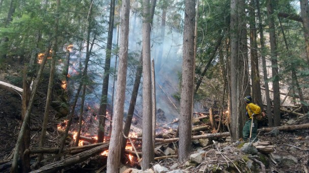Kobuk Valley #2 Crew Boss Barney Pete checks out fire burning while assigned to the Cougar Fire in Northern Idaho on Aug. 16, 2018. Photo by Colin MacDonald, DOF.