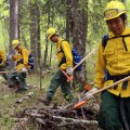 BLM Alaska Fire Service emergency firefighters learn how to grid, meaning searching an area in a straight line, to find hot spots during rookie training in 2018. Photo by Beth Ipsen, BLM AFS
