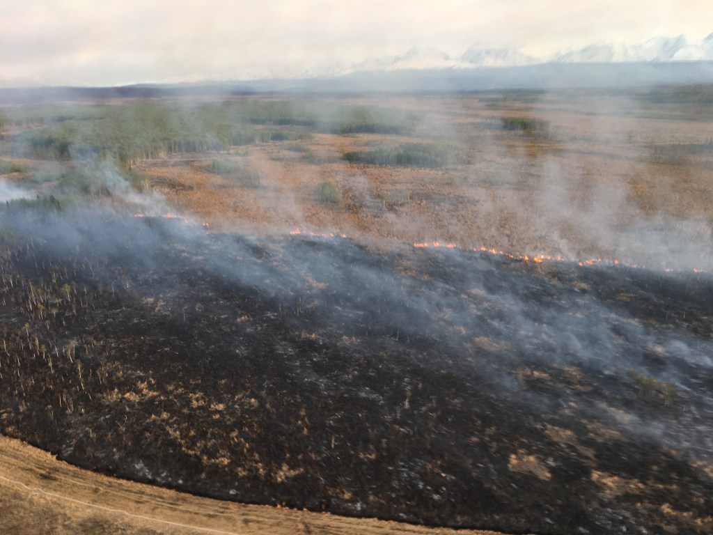 This photo shows how well the burnout progressed south of the containment Tuesday night. Photo by Karen Scholl, BLM AFS.