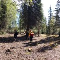 Photo of three firefighters walking a protection line constructed in the Richardson Clearwater community north of the Oregon Lakes Fire on June 3, 2019.