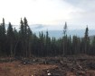 This is part of the 4.5-mile saw line that firefighters have cut around the Caribou Creek Fire burning east of Fairbanks and north of Two Rivers. Photo by Thomas Krock/Alaska Division of Forestry