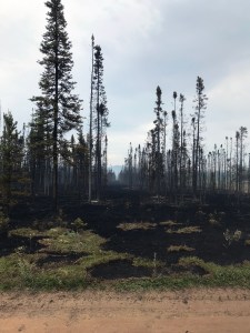 An area burned in the Kobe Fire along Kobe Road as seen on Friday, July 12, 2019. Photo by Chris Noel/Denali Borough 