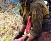A member of the UAF Nanooks Wildland Fire Crew refuels a chainsaw on the west flank of the Malaspina Fire on Monday, July 8, 2019.