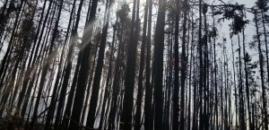The M.L.K. Fire in east Anchorage burned primarily in black spruce, as seen in this photo taken Wednesday morning, July 3, 2019. Photo by Stephanie Bishop/Alaska Division of Forestry