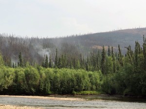 Light smoke from the Nugget Creek Fire burning in the Chena River State Recreation Area rises near the Chena River along Chena Hot Springs Road on Tuesday, July 2, 2019. Photo by Meg Cicciarella/Alaska Division of Forestry