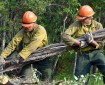 Photo of Members of the North Star Type 2 hand crew pick up brush piles in the village of Chalkyitsik, Alaska, on Saturday, July 13, 2019. Firefighters have completed their structure protection setup in the community of 57 residents. The Frozen Calf Fire (#367) and the Bearnose Hill Fire (#407) continue to grow toward the village. Sam Harrel/Alaska Interagency Incident Management Team