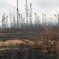 This picture of the Rainbow 2 Fire northwest of Delta Junction was taken from the Delta Logging Road on Tuesday, July 16, 2019. The fire cwas pushed north across the logging road on Thursday by strong winds. Photo by Mike Goyette/Alaska Division of Forestry