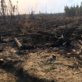 This picture shows a piece of containment on the northwest section of the Rainbow 2 Fire closest to cabins along Clear Creek. While other parts of the fire were active on Monday, this section of line remained dormant. Photo by Gabe Pease-Madore/Alaska Division of Forestry