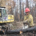 Sawyer/Firefighter Bryan Jackson of Forest Fire Type 6 Engine Crew Saws Rootplates From Fallen Trees Working With Excavator Operator Wes Stephens, photo credit Mike McMillian
