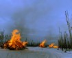 Large piles of woody debris on fire.