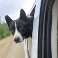 Photo of bear dog in truck