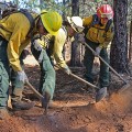 Three male firefighters digging in the dirt while working in a forest.