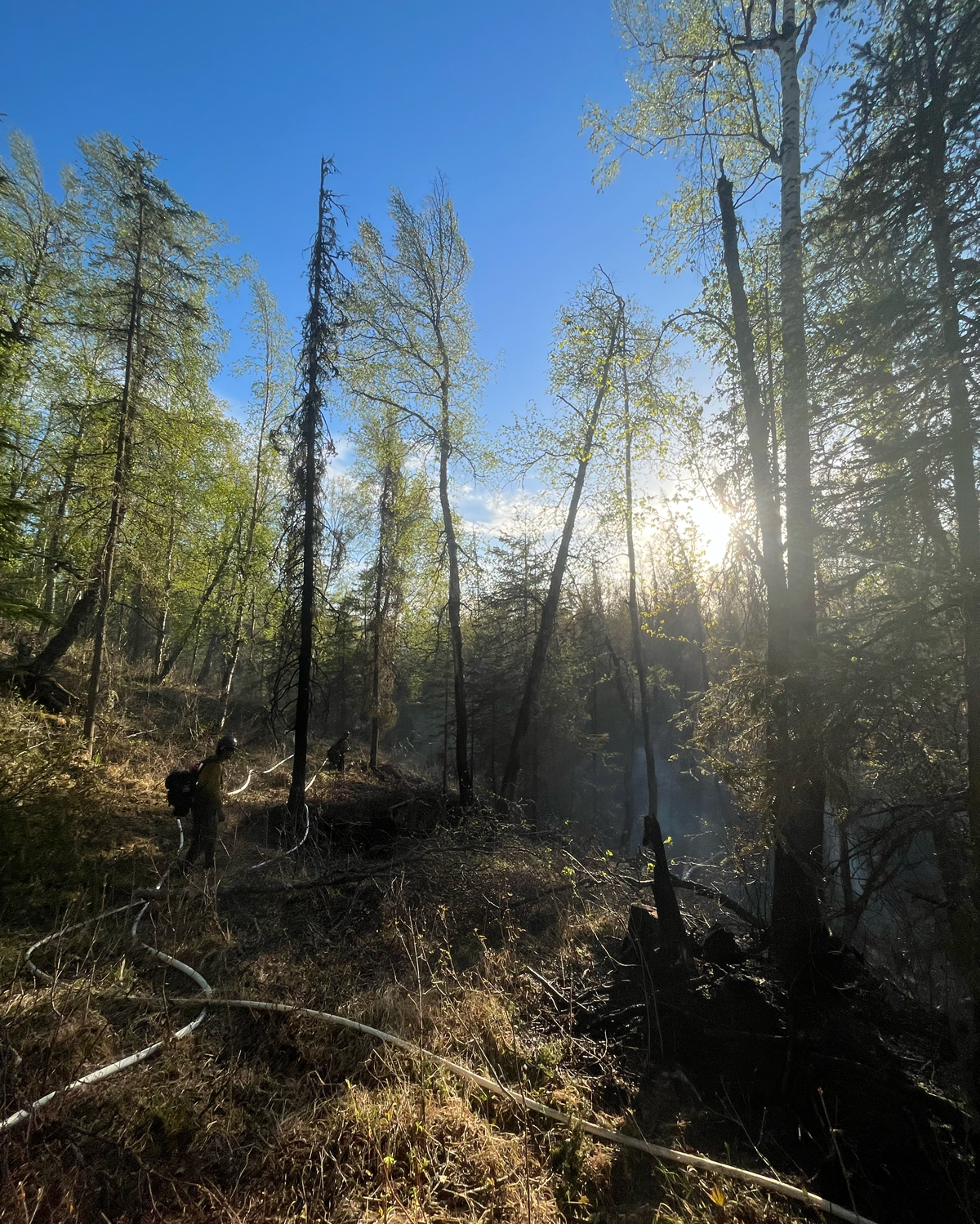 Gannett Glacier Cutting Fireline All Elks Road Fire #116