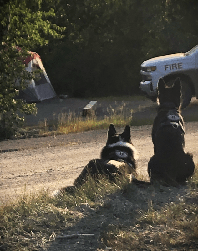Two bear dogs watch out for bears in a forest camp by a tent and firefighting truck.