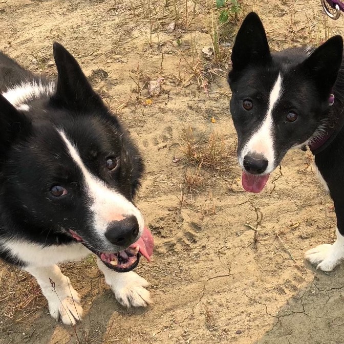 Two black and white dogs looking up at the photographer. 