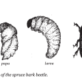 Spruce Beetle Life Cycle