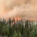 Black spruce on a hillside with flames in the background and smoke rising.