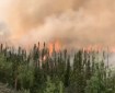 Black spruce on a hillside with flames in the background and smoke rising.