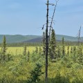 Photo of the south end of the South Fork Fire. Small mountains in the distance with a burned area in the center. Black spruce and other vegetation in the foreground and mid-photo. A grass wetland is in the middle of the photo. The sky is blue.