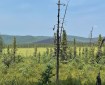Photo of the south end of the South Fork Fire. Small mountains in the distance with a burned area in the center. Black spruce and other vegetation in the foreground and mid-photo. A grass wetland is in the middle of the photo. The sky is blue.