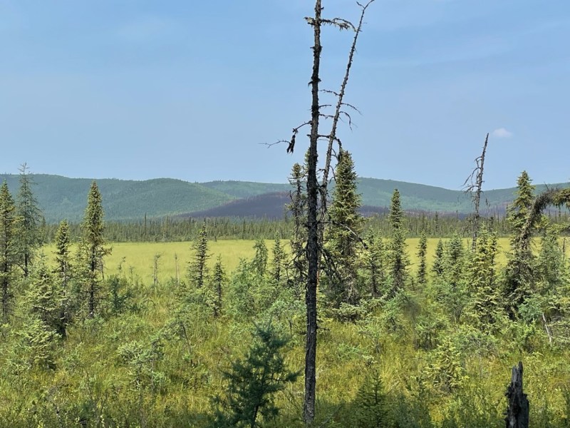 Photo of the south end of the South Fork Fire. Small mountains in the distance with a burned area in the center. Black spruce and other vegetation in the foreground and mid-photo. A grass wetland is in the middle of the photo. The sky is blue.