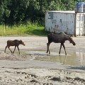 Moose walking across the Aniak Forward Operating Base