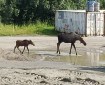 Moose walking across the Aniak Forward Operating Base