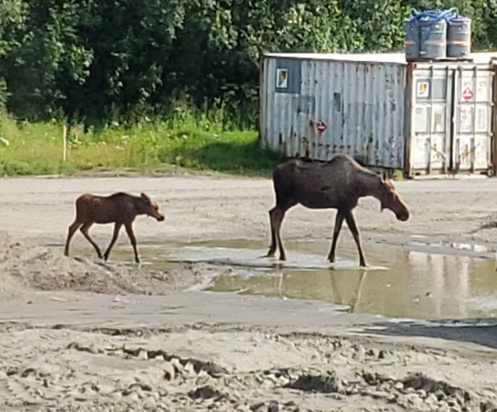 Moose walking across the Aniak Forward Operating Base 