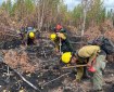 3 firefighters in green pants, yellow shirts, yellow hardhats, wearing a pack, holding different tools bend down to move their bare hand through the dirt to feel for heat. Ground is black and brown from fire burn with a mix of trees that have green, golden or brown leaves.
