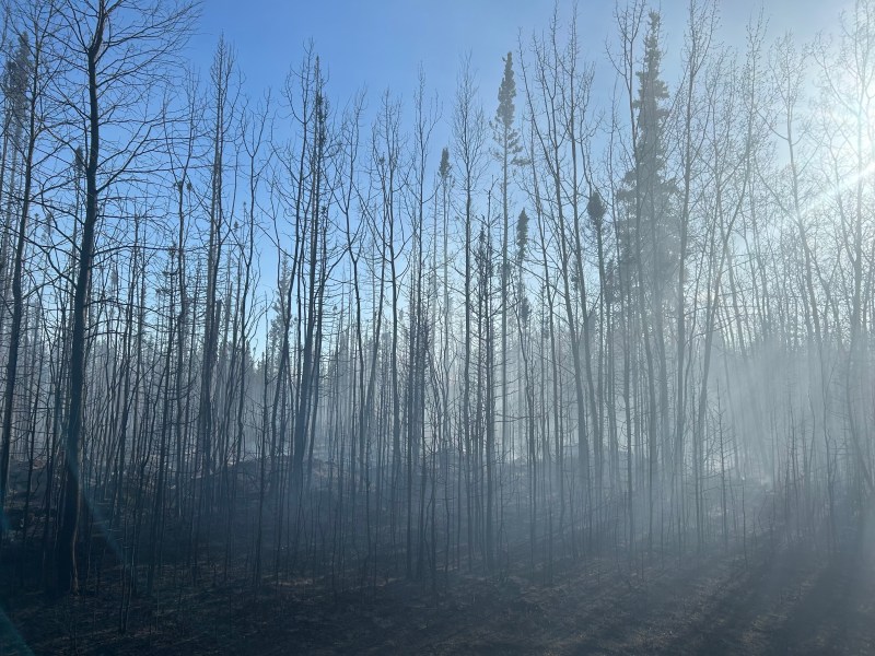 Spruce and timber fuel burned by the Barley Way Fire on May 20. 