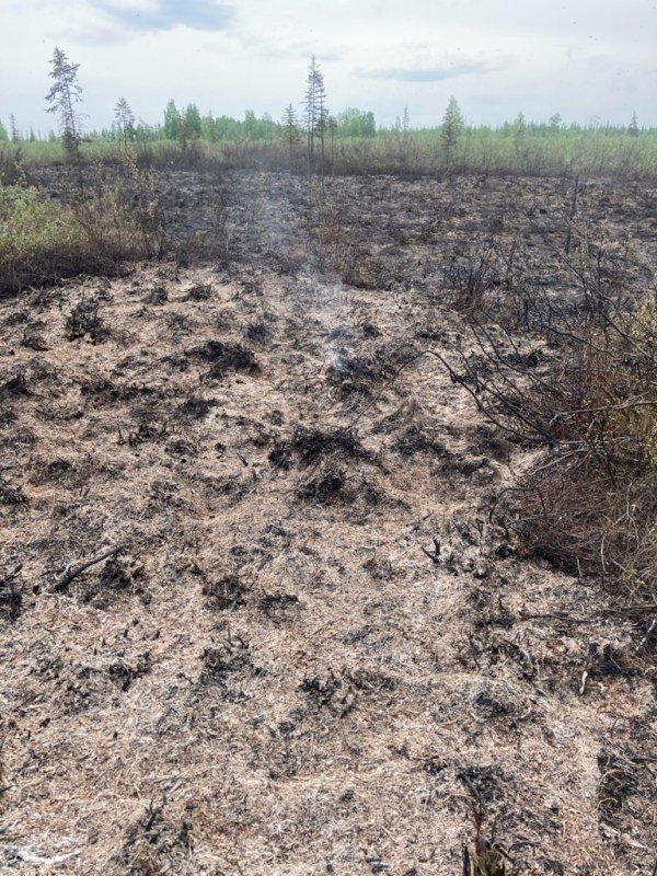 Blacked, burned grass and shrubs.