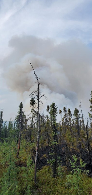 Smoke column of McCoy Creek Fire (#201) and black spruce on July 30. Photo/ Dane Smigleski