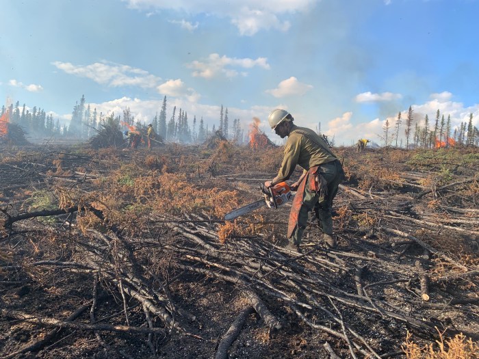 A firefighter is in the middle of the photograph, bent over holding a chainsaw. all around him are tree limbs that he is cutting into shorter lengths. In the background, piles of these limbs are being stacked and burned by other firefighters. 