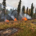 Black spruce slash piles burning in the fall of 2023 near Fairbanks. Doug Younce/AK DOF