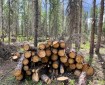 Wood from a State of Alaska hazardous fuel reduction project near Soldotna.