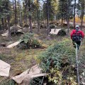 A person wearing a red jacket walks among brush piles created in a forest of spruce trees.