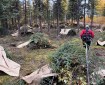 A person wearing a red jacket walks among brush piles created in a forest of spruce trees.