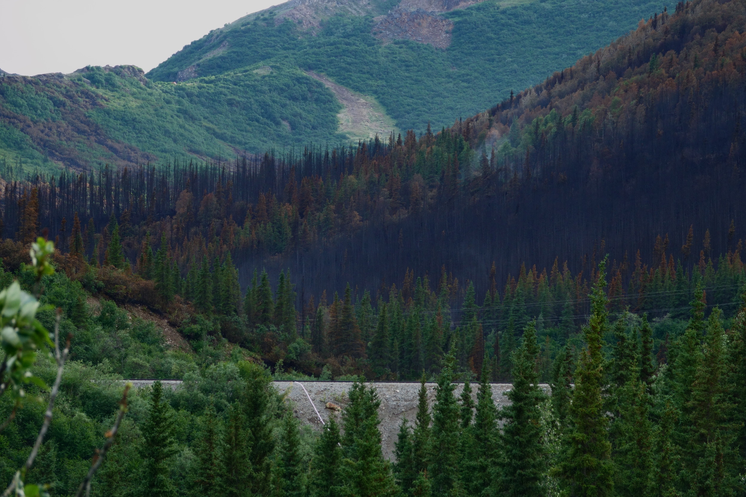 A burn area with different levels of burn severity.