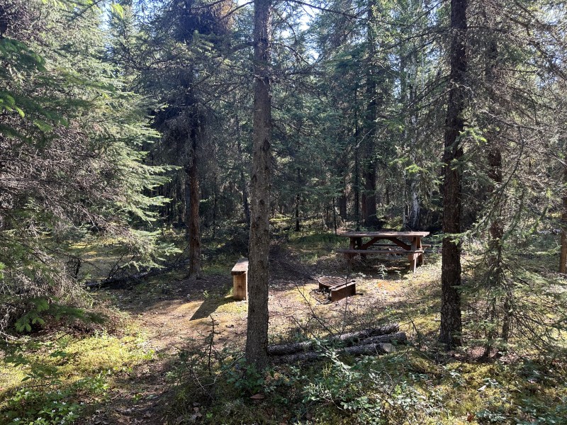 Campsite before fuel reduction project