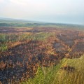 This image shows an aerial view of the footprint of a wildfire with many burnt trees and patches of green trees within the footprint