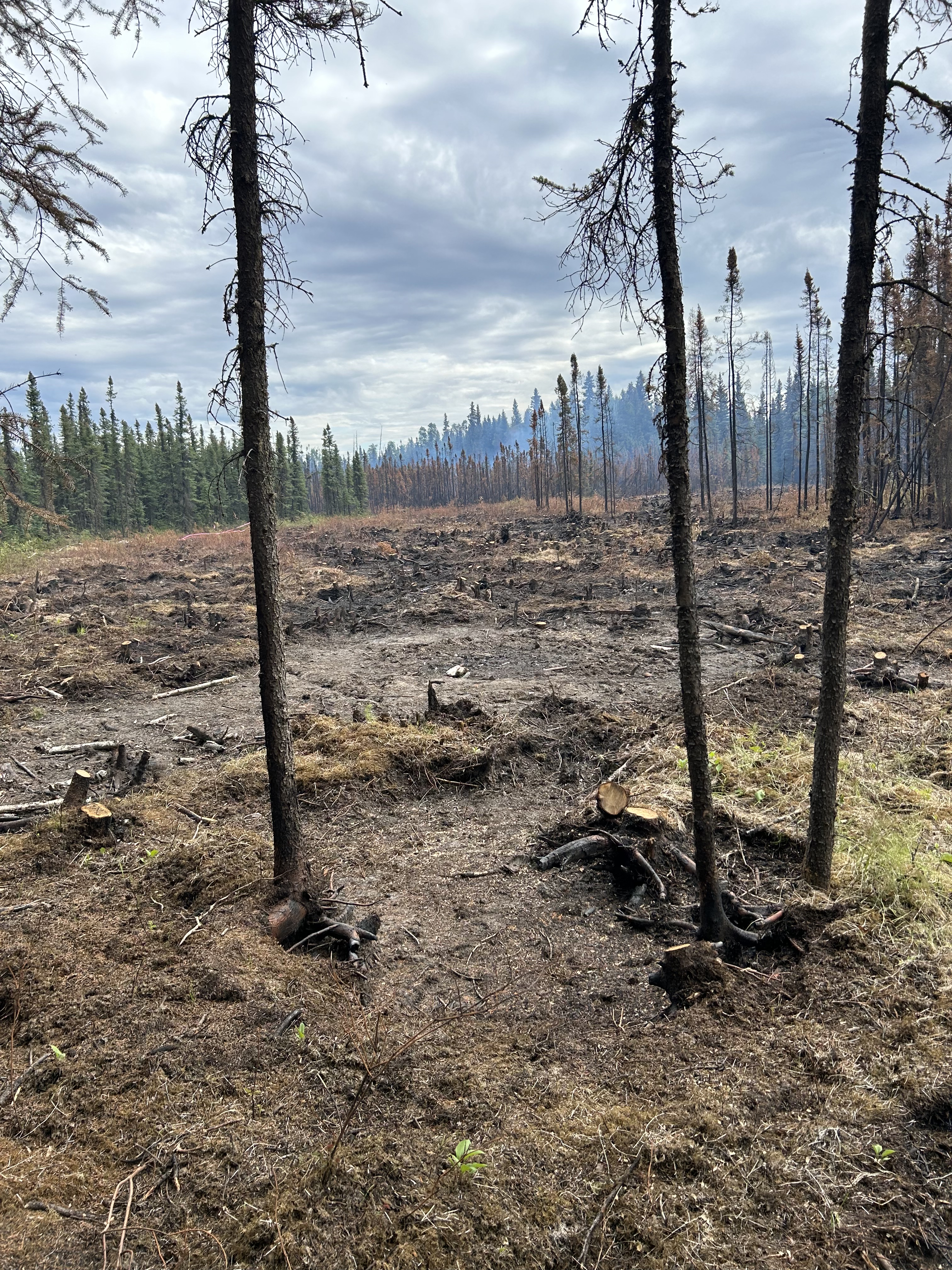 Burned vegetation and cut stumps in the foreground with bare ground
