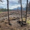 Burned vegetation and cut stumps in the foreground with bare ground